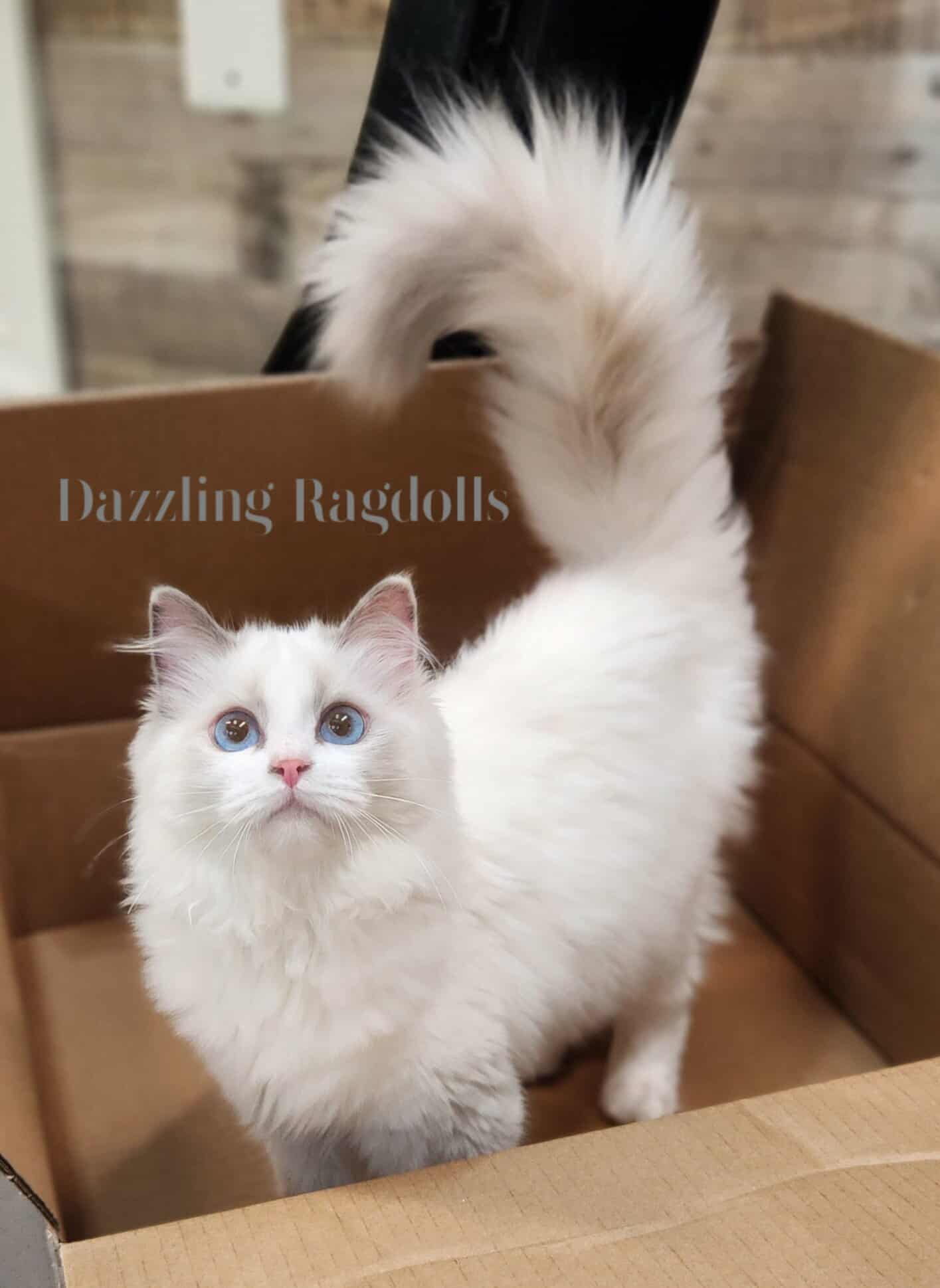 Tortie Ragdoll