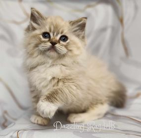 Chocolate Mink Lynx Mitted Ragdoll