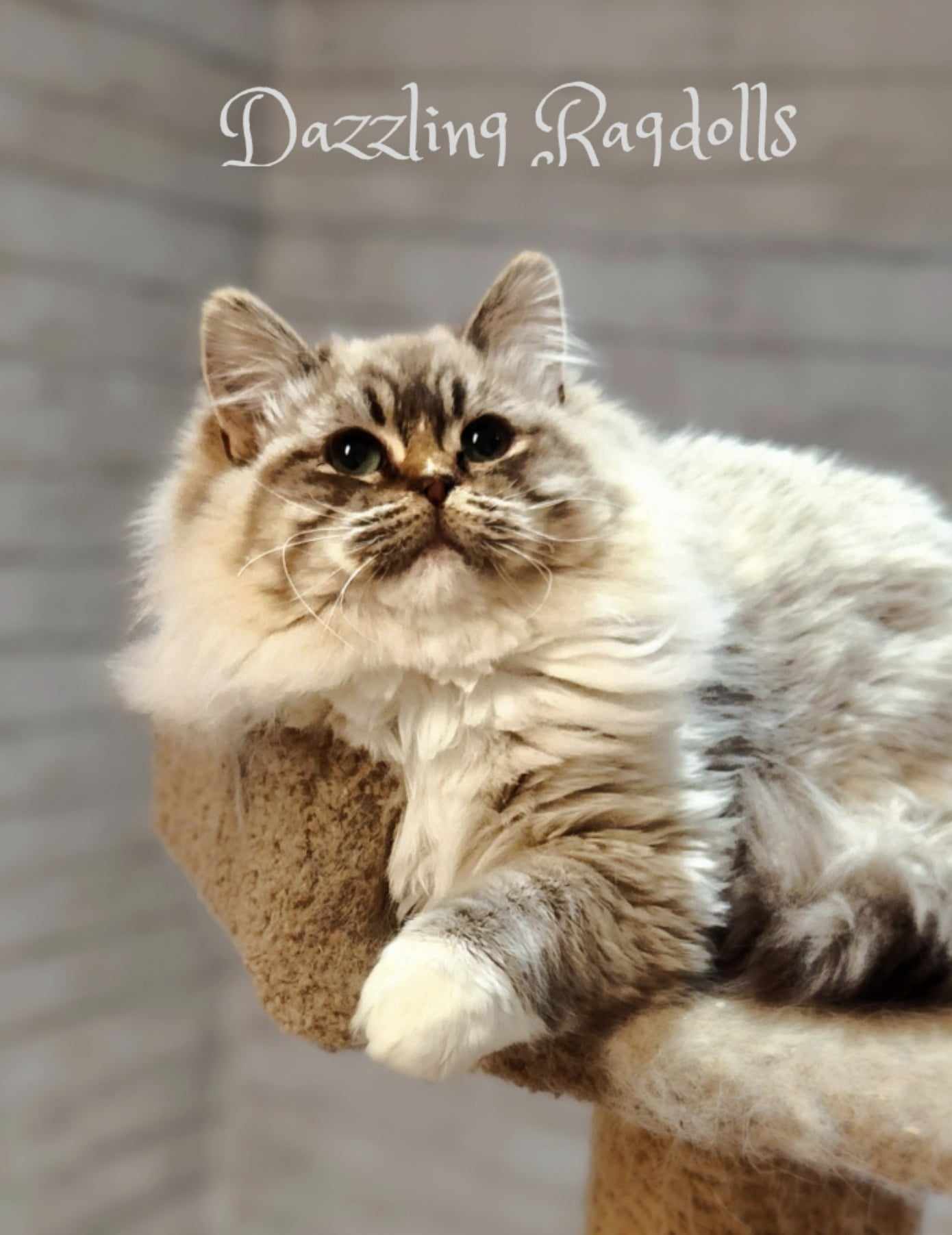 Chocolate Mink Lynx Ragdoll