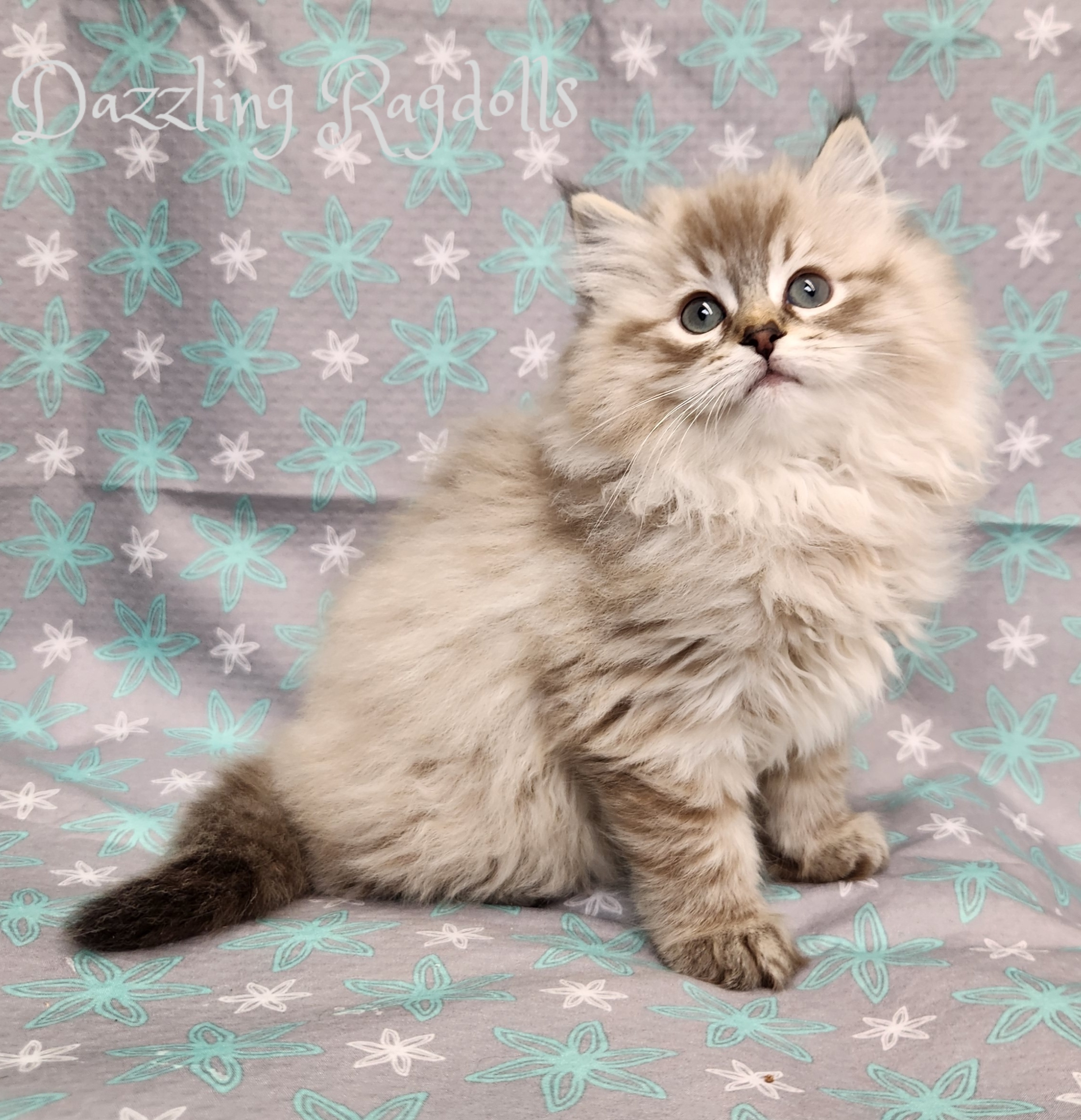 Seal Mink Lynx Ragdoll