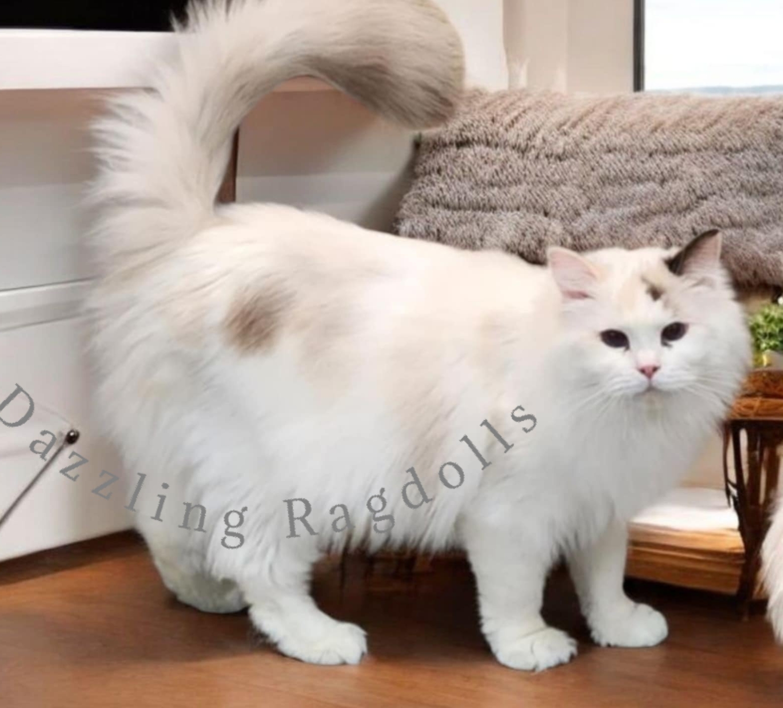Seal Tortie Point Bicolor DazzlingDolls Chanel