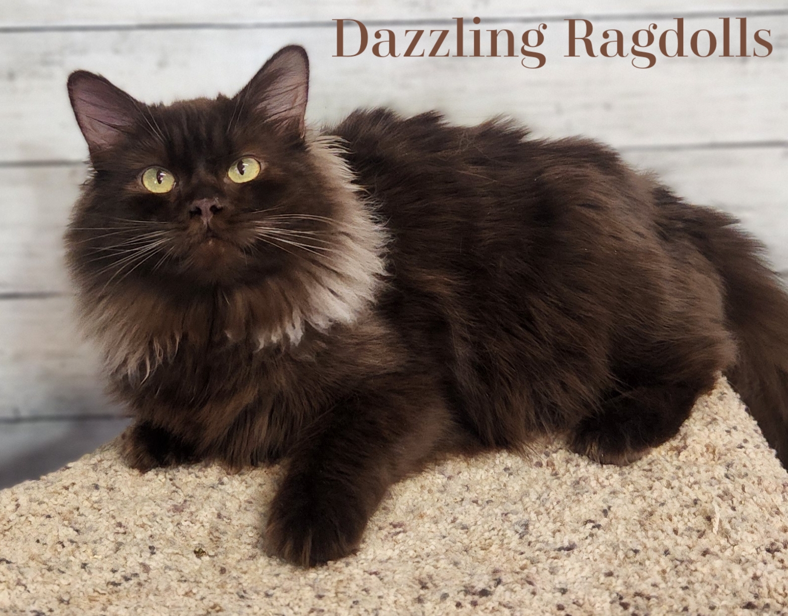 Dazzlingdolls Cornelia