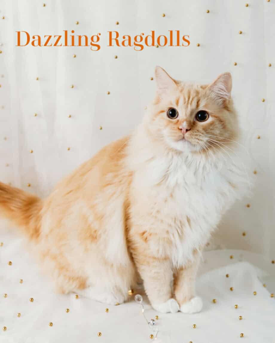 Flame Mitted Sepia Ragdoll